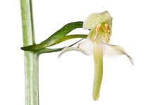 Attēlu rezultāti vaicājumam “Platanthera chlorantha”