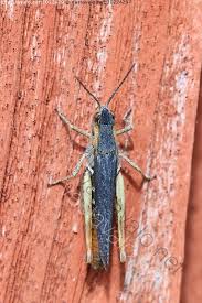 Attēlu rezultāti vaicājumam “Chortippus sp.”