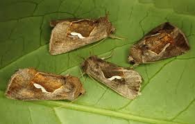 Attēlu rezultāti vaicājumam “Diachea muscorum macro”