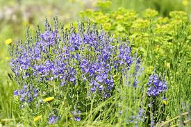 Image result for Veronica teucrium