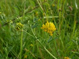 Attēlu rezultāti vaicājumam “Medicago sativa subsp. falcata”