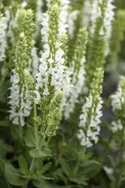 Image result for Salvia nemorosa