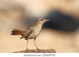 Image result for Cercotrichas galactotes