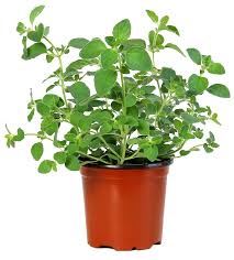 Image result for Oregano