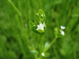 Attēlu rezultāti vaicājumam “Galium trifidum”