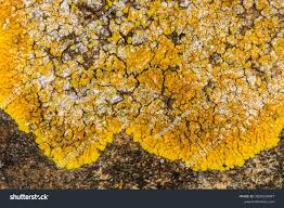 Attēlu rezultāti vaicājumam “Caloplaca saxicola”