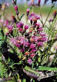 Attēlu rezultāti vaicājumam “Serratula tinctoria flower”