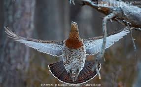 Attēlu rezultāti vaicājumam “Tetrao urogallus”
