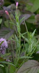 Attēlu rezultāti vaicājumam “Epilobium palustre fruit”