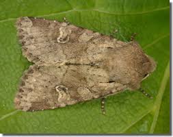 Attēlu rezultāti vaicājumam “Apamea sordens”