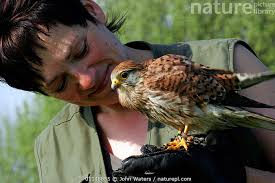 Attēlu rezultāti vaicājumam “Falco tinnunculus adult”