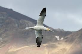 Image result for Morus bassanus