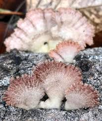 Attēlu rezultāti vaicājumam “Schizophyllum commune”
