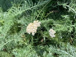 Attēlu rezultāti vaicājumam “Achillea millefolium”