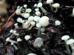 Attēlu rezultāti vaicājumam “Cudoniella acicularis”