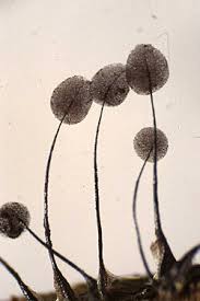 Attēlu rezultāti vaicājumam “Comatricha pulchella”