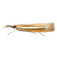 Attēlu rezultāti vaicājumam “Agriphila tristella”