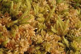 Attēlu rezultāti vaicājumam “Aulacomnium palustre”