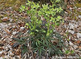 Image result for Nieswurz