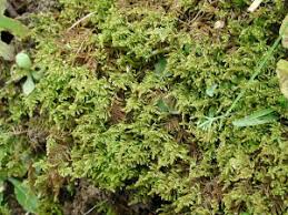 Attēlu rezultāti vaicājumam “Palustriella decipiens”