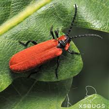 Attēlu rezultāti vaicājumam “Lygistopterus sanguineus larva”