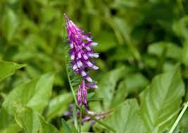 Attēlu rezultāti vaicājumam “Vicia cracca”