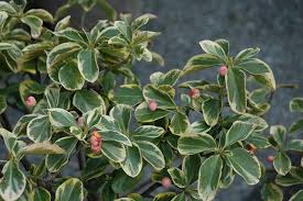 Attēlu rezultāti vaicājumam “Euonymus”