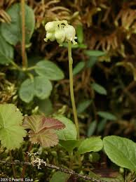 Attēlu rezultāti vaicājumam “Orthilia secunda fruit”