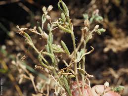 Attēlu rezultāti vaicājumam “Spergularia marina leaf”