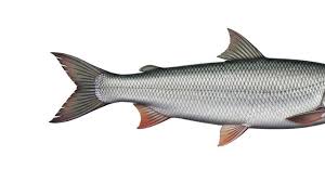 Image result for Aspius aspius