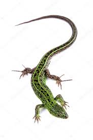 Attēlu rezultāti vaicājumam “Lacerta agilis”