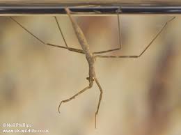 Attēlu rezultāti vaicājumam “Ranatra linearis”