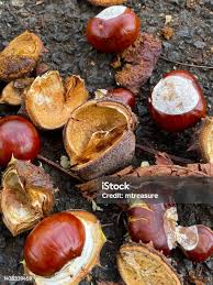 Attēlu rezultāti vaicājumam “Aesculus hippocastanum fruit”