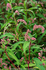 Attēlu rezultāti vaicājumam “Persicaria maculosa flower”