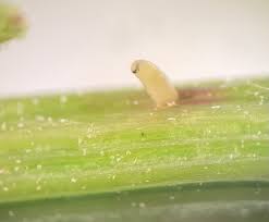 Attēlu rezultāti vaicājumam “Anarta myrtilli larva”