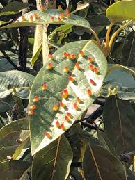 Attēlu rezultāti vaicājumam “Trioza dispar”