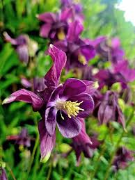 Image result for Akelei