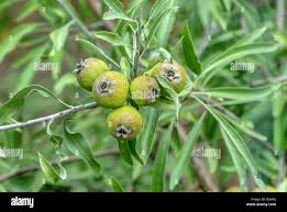 Attēlu rezultāti vaicājumam “Salix pentandra fruit”