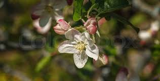 Attēlu rezultāti vaicājumam “Ribes uva-crispa flower”
