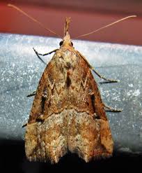 Attēlu rezultāti vaicājumam “Hypena rostralis”