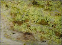 Attēlu rezultāti vaicājumam “Chrysothrix candelaris”