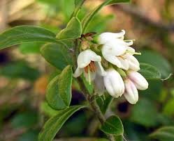 Attēlu rezultāti vaicājumam “Vaccinium vitis-idaea flower”