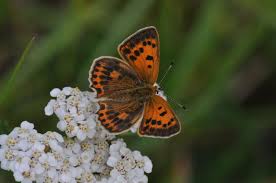 Attēlu rezultāti vaicājumam “Lycaena virgaureae”