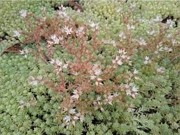 Attēlu rezultāti vaicājumam “Sedum pallidum flower”