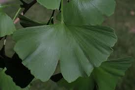 Attēlu rezultāti vaicājumam “Ginkgo biloba leaf”