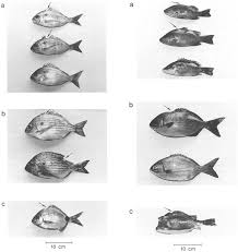 Image result for Archosargus rhomboidalis