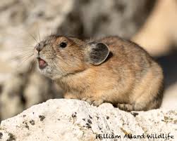 Attēlu rezultāti vaicājumam “Pica pica adult”