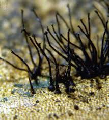 Attēlu rezultāti vaicājumam “Cribraria intricata young”