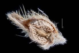 Attēlu rezultāti vaicājumam “Cribraria oregana”