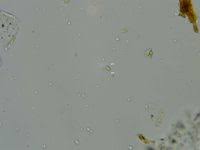 Attēlu rezultāti vaicājumam “Inonotus leporinus”